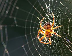 Spiders