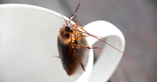cockroach in cup