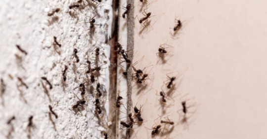 ants