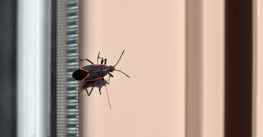 boxelder bug on a wall