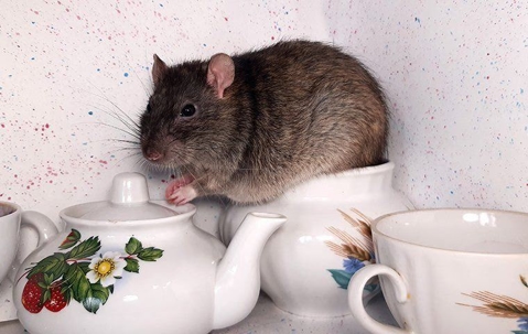 rat
