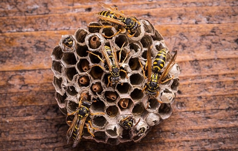 wasps