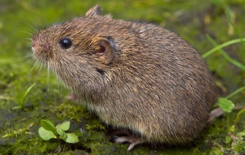 vole