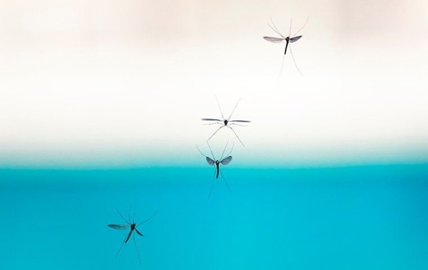 mosquitos
