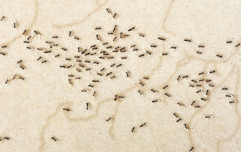 ants