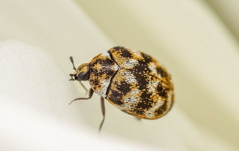 carpet beetles