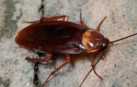 cockroach