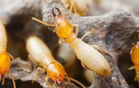 termites