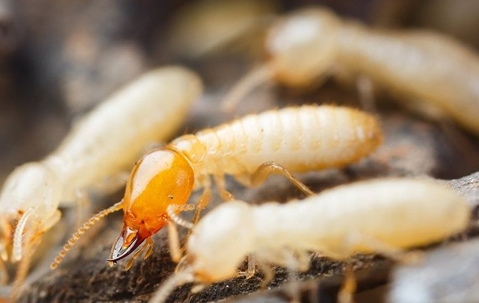 termite
