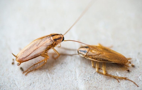 cockroaches