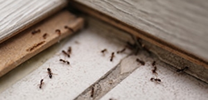 Ants