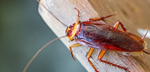 Cockroaches