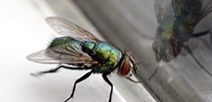 Flies
