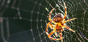 Spiders