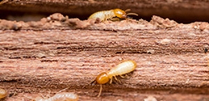 Termites