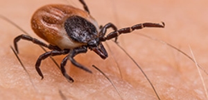 Ticks