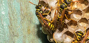 Wasps