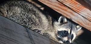 Wildlife