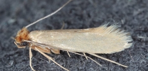 Moths