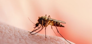 Mosquitoes
