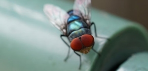 Flies
