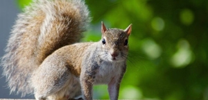 Squirrels