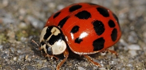 Ladybugs