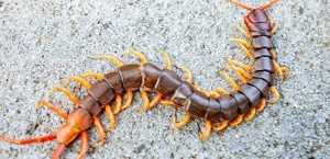 Centipede