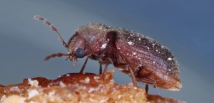Beetles