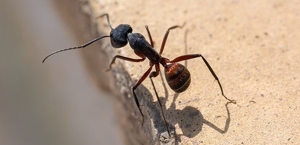 Ants