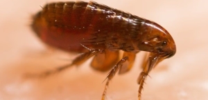 Fleas
