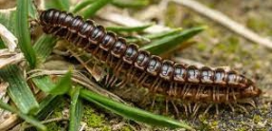 Millipede