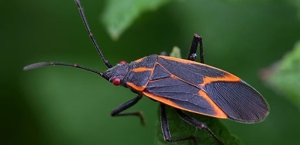 Boxelder Bugs