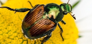 Japanese Beetles