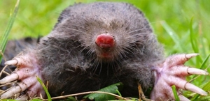 Moles