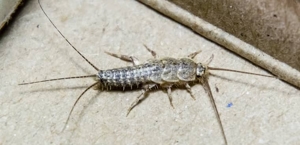 Silverfish