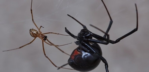 Black Widow Spiders