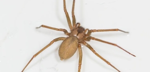Brown Recluse Spiders