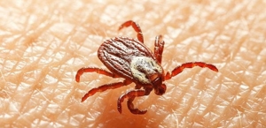 Ticks