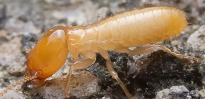 Termites