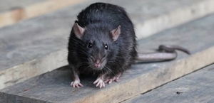 Rats