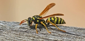 Wasps