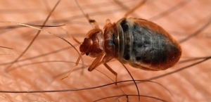 Bed Bugs