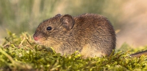 Meadow Vole