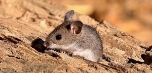 Mice