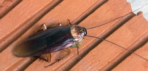 Cockroaches