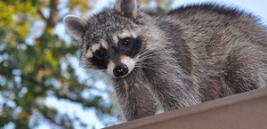 Raccoons