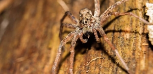 Spiders