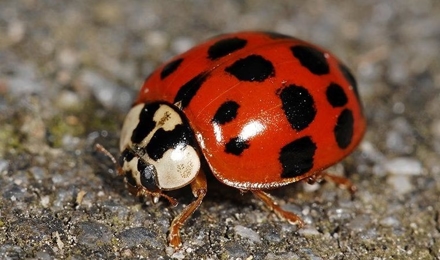 Ladybugs