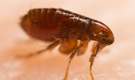 Fleas